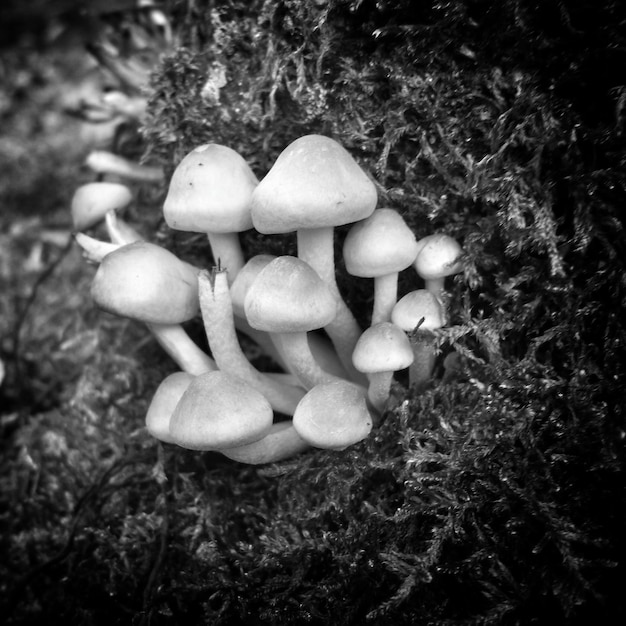 “They cause hallucinations and persistent vomiting”: the sweets have been withdrawn from the market and they form a mushroom. Health authorities: "Don