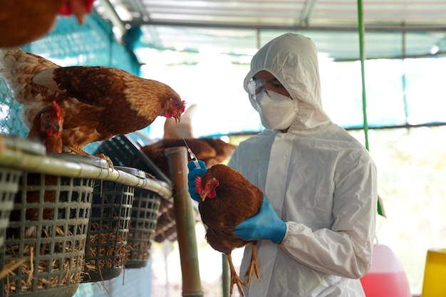 Brazil, the State of Rio Grande decrees an animal health emergency after the discovery of an outbreak of Newcastle disease