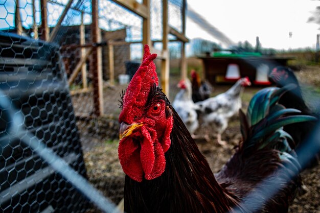 Bird flu in the USA. California was also "affected": 13 people infected. Tests on the mysterious Missouri case are still underway