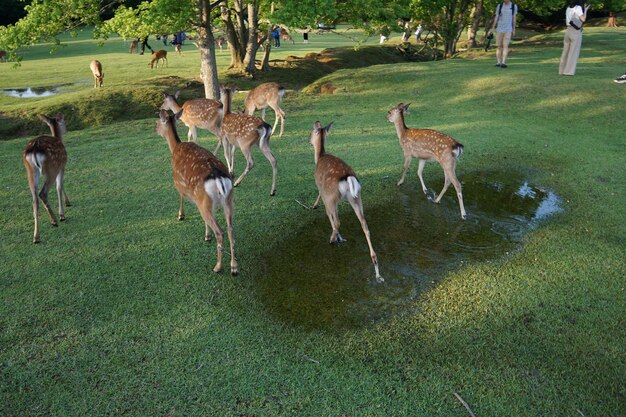 Abruzzo, the spectacle of deer swimming in Lake San Domenico: the video