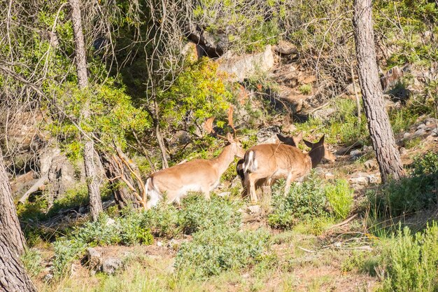 Abruzzo, the spectacle of deer swimming in Lake San Domenico: the video